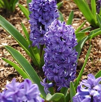 Hyacinthus orientalis Mor Sümbül Soğanı