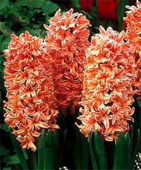 Hyacinthus orientalis Turuncu Sümbül Soğanı