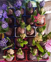 Hyacinthus orientalis Turuncu Sümbül Soğanı