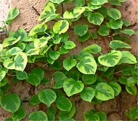 Hydrangea ano. petiolaris Miranda Alacalı sarmaşık ortanca fidanı