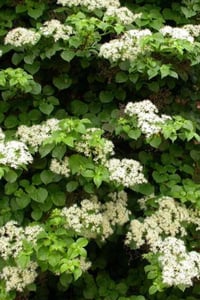 Hydrangea anomala Green Racer sarmaşık ortanca fidanı