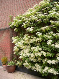 Hydrangea anomala subsp. petiolaris sarmasik ortanca fidanı