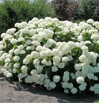 Hydrangea arborescens Annabelle Beyaz ortanca fidanı