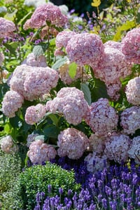 Hydrangea arborescens Bubblegum Candy Bell