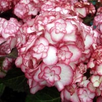 Hydrangea m. You & Me Miss saori Katmerli Ebruli Ortanca fidanı