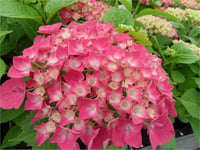 Hydrangea macrophylla Leuchtfeuer ortanca fidanı