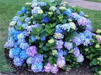 Hydrangea macrophylla Mathilde gutges Fransız ortanca fidanı