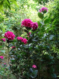 Hydrangea macrophylla Merveille sanguine ortanca fidanı