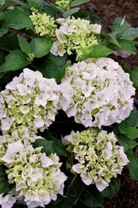 Hydrangea macrophylla ortanca fidanı Immaculata