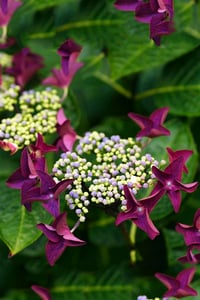 Hydrangea macrophylla ortanca fidanı Rotschwanz