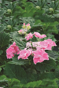 Hydrangea macrophylla ortanca fidanı So Long Starlit