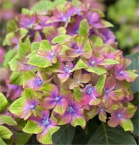 Hydrangea macrophylla ortanca fidanı - Saxon® Schloss Wackerbarth
