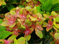 Hydrangea macrophylla ortanca fidanı - Saxon® Schloss Wackerbarth