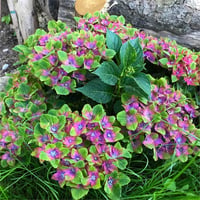 Hydrangea macrophylla ortanca fidanı - Saxon® Schloss Wackerbarth
