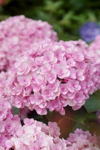 Hydrangea macrophylla ortanca fidanı You&Me Love
