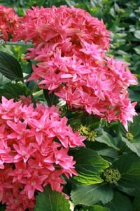Hydrangea macrophylla ortanca fidanı You&Me Princess Diana