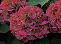 Hydrangea macrophylla Red Baron ortanca fidanı
