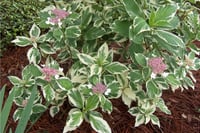 Hydrangea macrophylla Tricolor ortanca fidanı