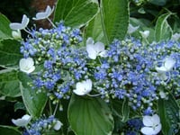 Hydrangea macrophylla Tricolor ortanca fidanı