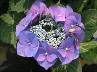 Hydrangea macrophylla Zorro Pelerinli Ortanca fidanı