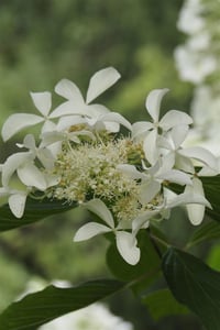 Hydrangea paniculata ortanca fidanı Great Star