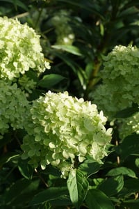 Hydrangea paniculata ortanca fidanı Little Lime
