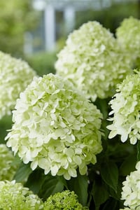 Hydrangea paniculata ortanca fidanı Little Spooky