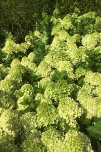 Hydrangea paniculata ortanca fidanı Mojito