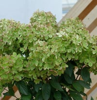 Hydrangea paniculata ortanca fidanı Pastelgreen