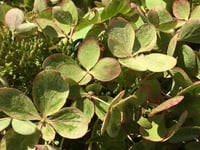 Hydrangea paniculata ortanca fidanı Pastelgreen