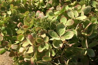Hydrangea paniculata ortanca fidanı Pastelgreen
