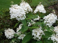Hydrangea paniculata Phantom Dona dayanıklı ortanca fidanı