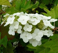 Hydrangea quercifolia Alice meşe yapraklı ortanca fidanı