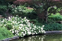 Hydrangea quercifolia meşe yapraklı ortanca fidanı Sikes Dwarf