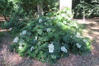Hydrangea quercifolia meşe yapraklı ortanca fidanı Sikes Dwarf
