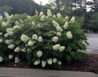 Hydrangea quercifolia meşe yapraklı ortanca fidanı Sikes Dwarf