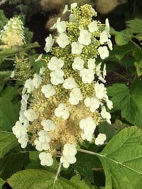 Hydrangea quercifolia meşe yapraklı ortanca fidanı Sikes Dwarf