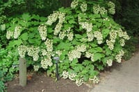 Hydrangea quercifolia Snowflake meşe yapraklı ortanca