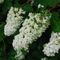 Hydrangea quercifolia Snowflake meşe yapraklı ortanca