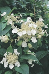 Hydrangea seemani sarmaşık ortanca fidanı