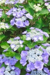 Hydrangea serrata ortanca fidesi Summerglow 