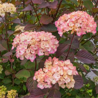 Hydrangea serrata Preziosa Presiz ortanca fidanı