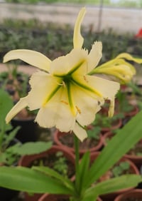Hymenocallis Sulper Queen