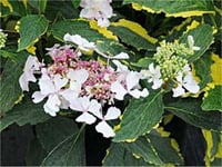 Hyrandgea macrophylla Goldruch Neyosh Ortanca fidanı