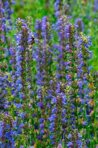 Hyssopus officinalis Blues Zufaotu Zufa otu Çördük Çorduk Çürdükotu fidesi