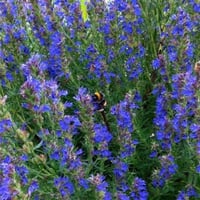 Hyssopus officinalis Zufaotu Zufa otu Çördük Çorduk Çürdükotu fidesi
