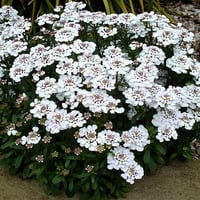 Iberis sempervirens şeker püskülü fidesi
