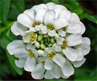 Iberis sempervirens Snowflake şeker püskülü fidesi