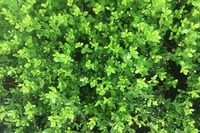 Ilex ileks Çoban Püskülü fidanı 10-30 cm Green Hedge