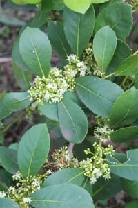 Ilex paraguariensis Mate Çayı fidesi